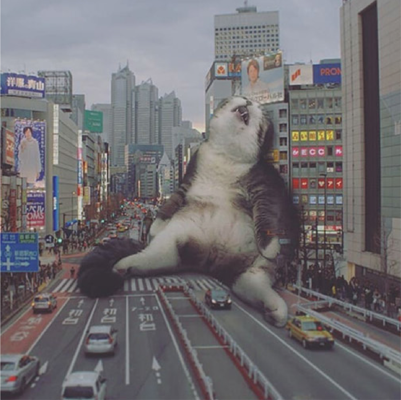 Picture of a Giant Cat