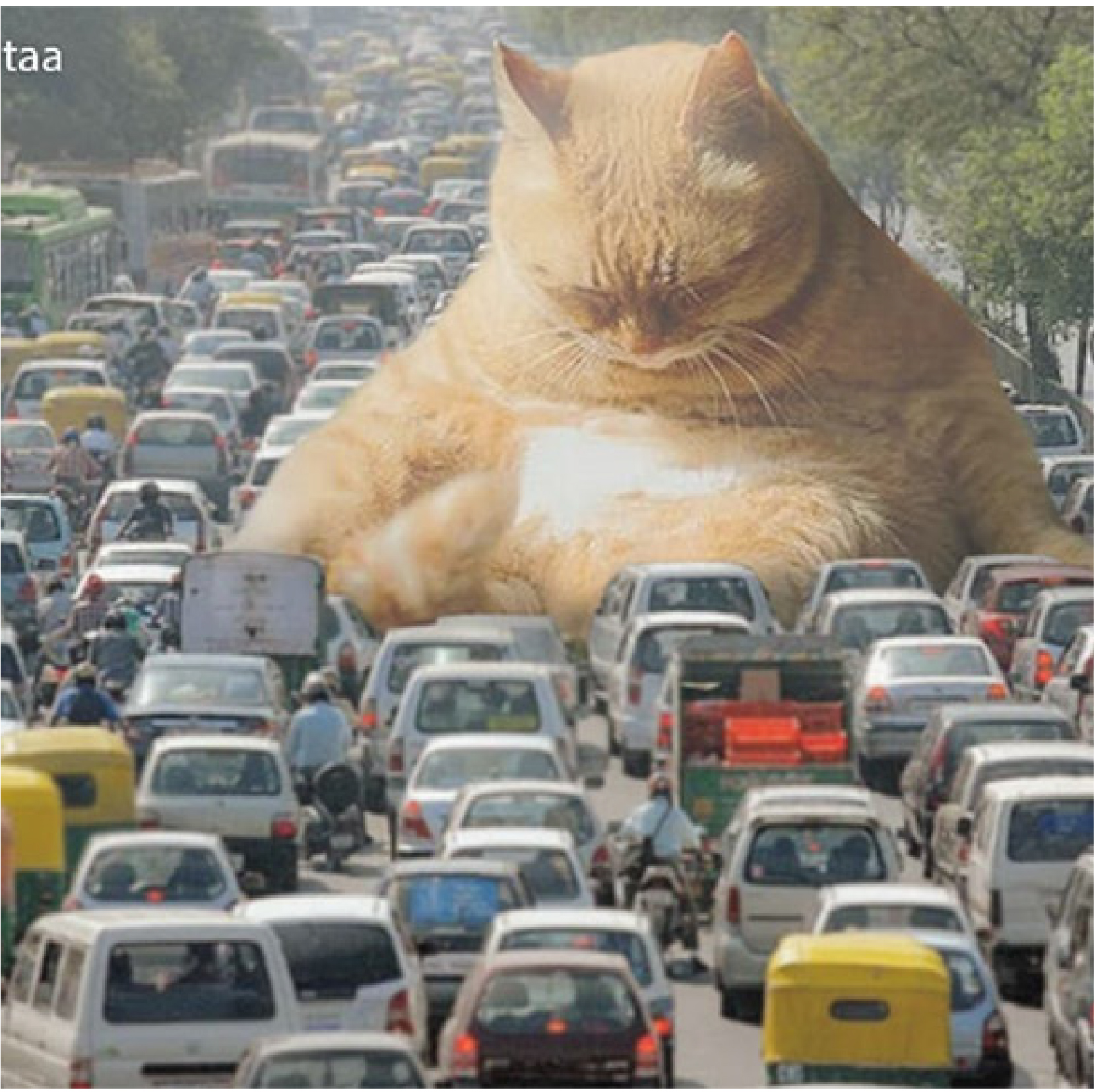 Picture of a Giant Cat