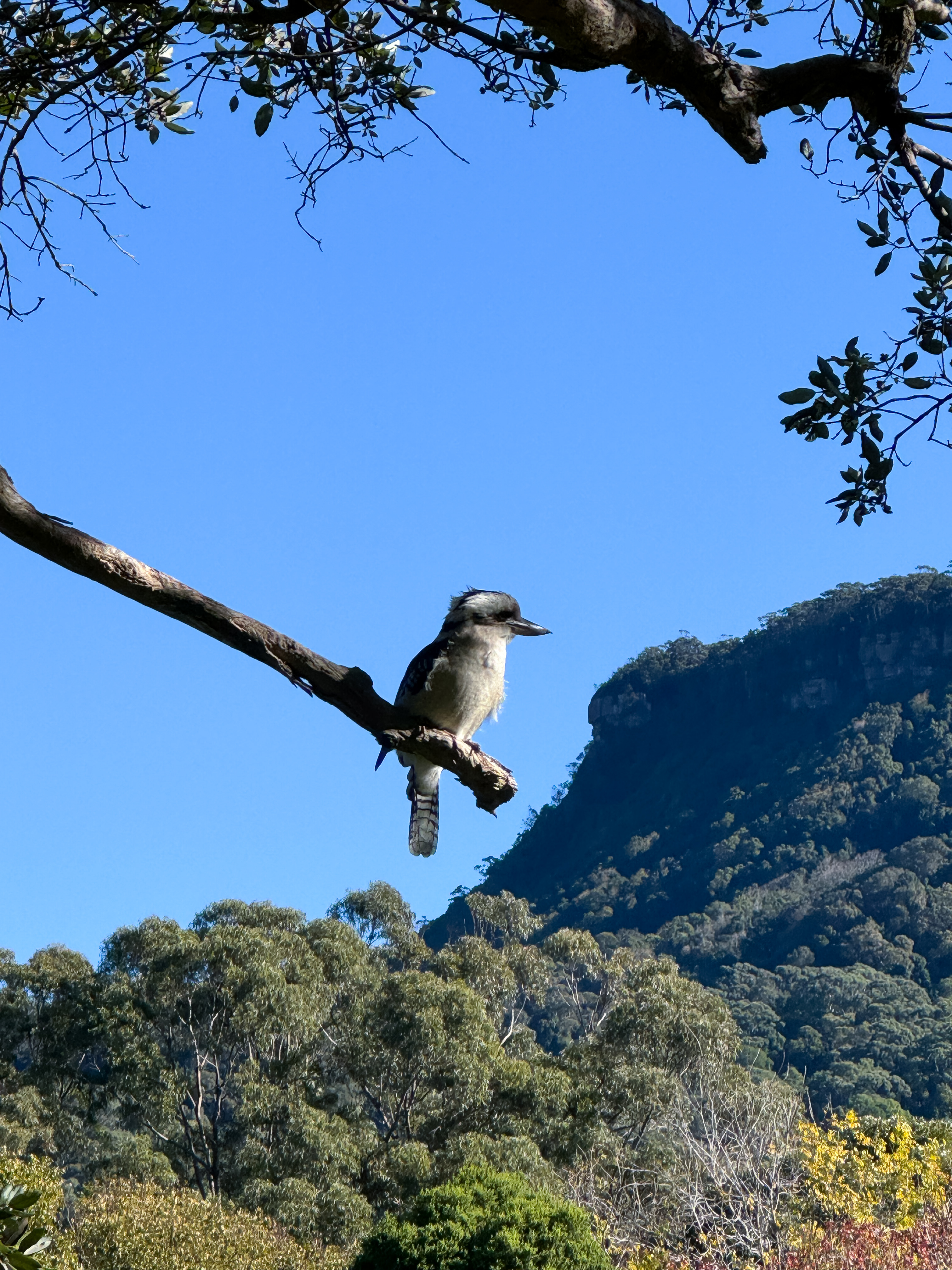 Kookaburra