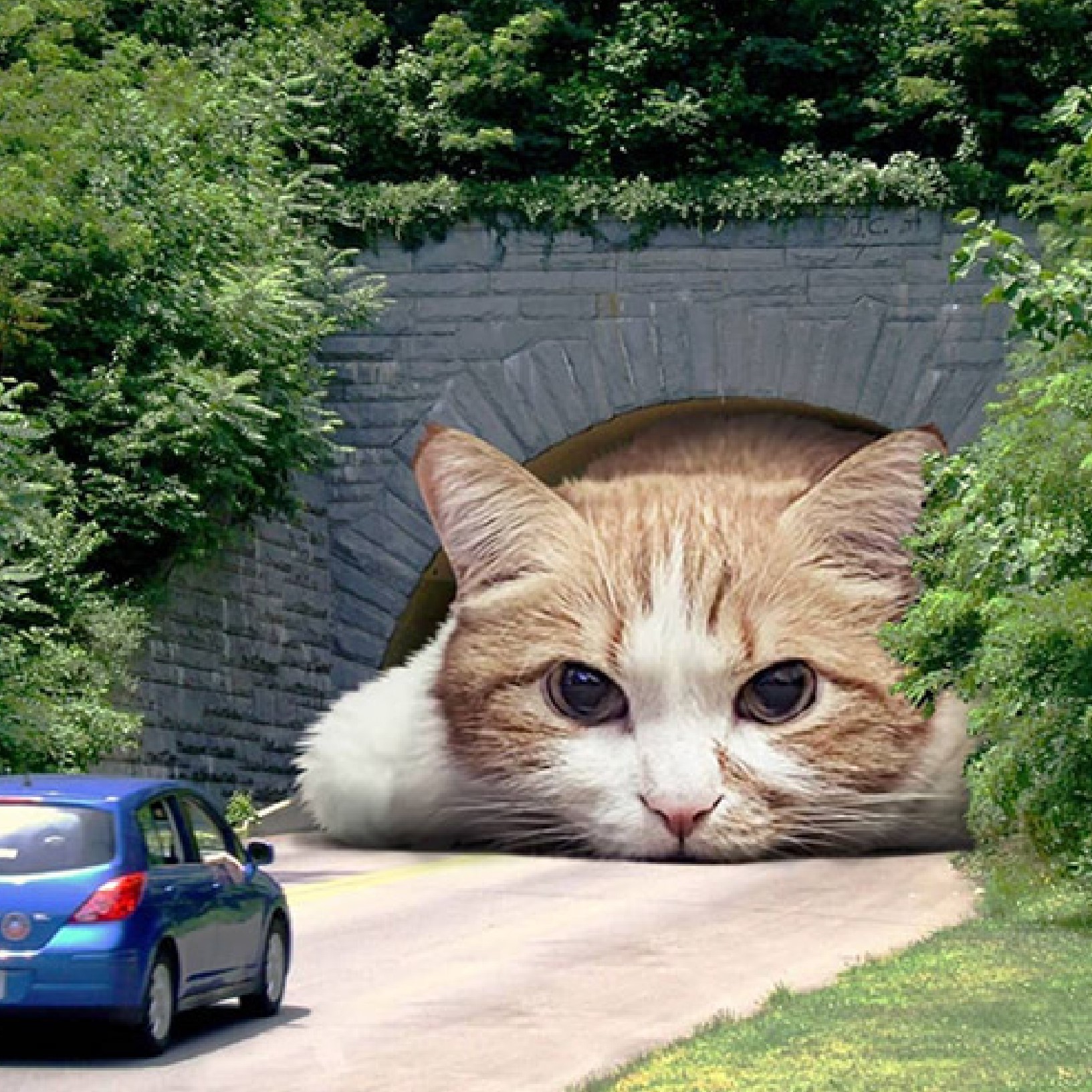 TunnelCat