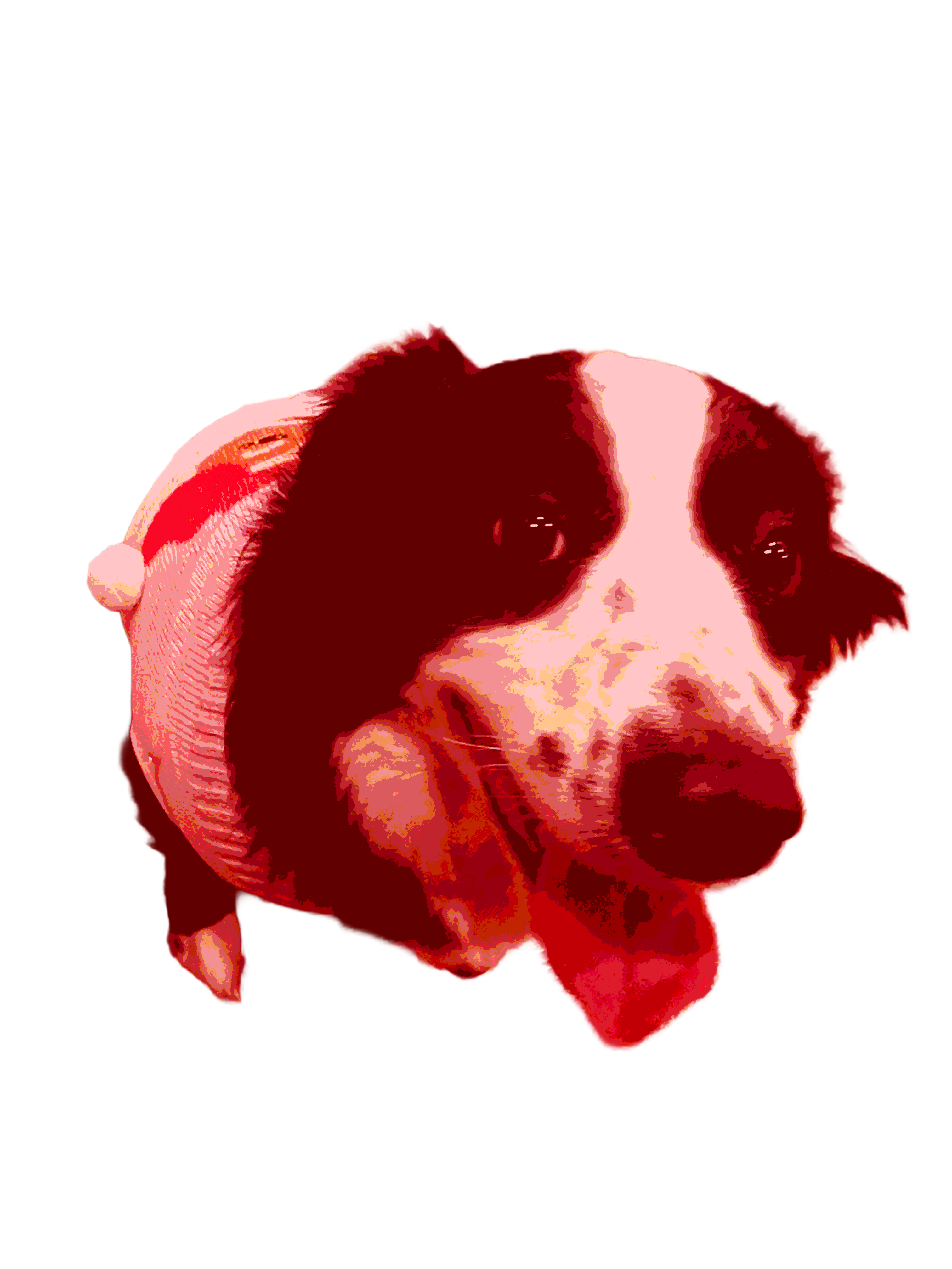 stink dog