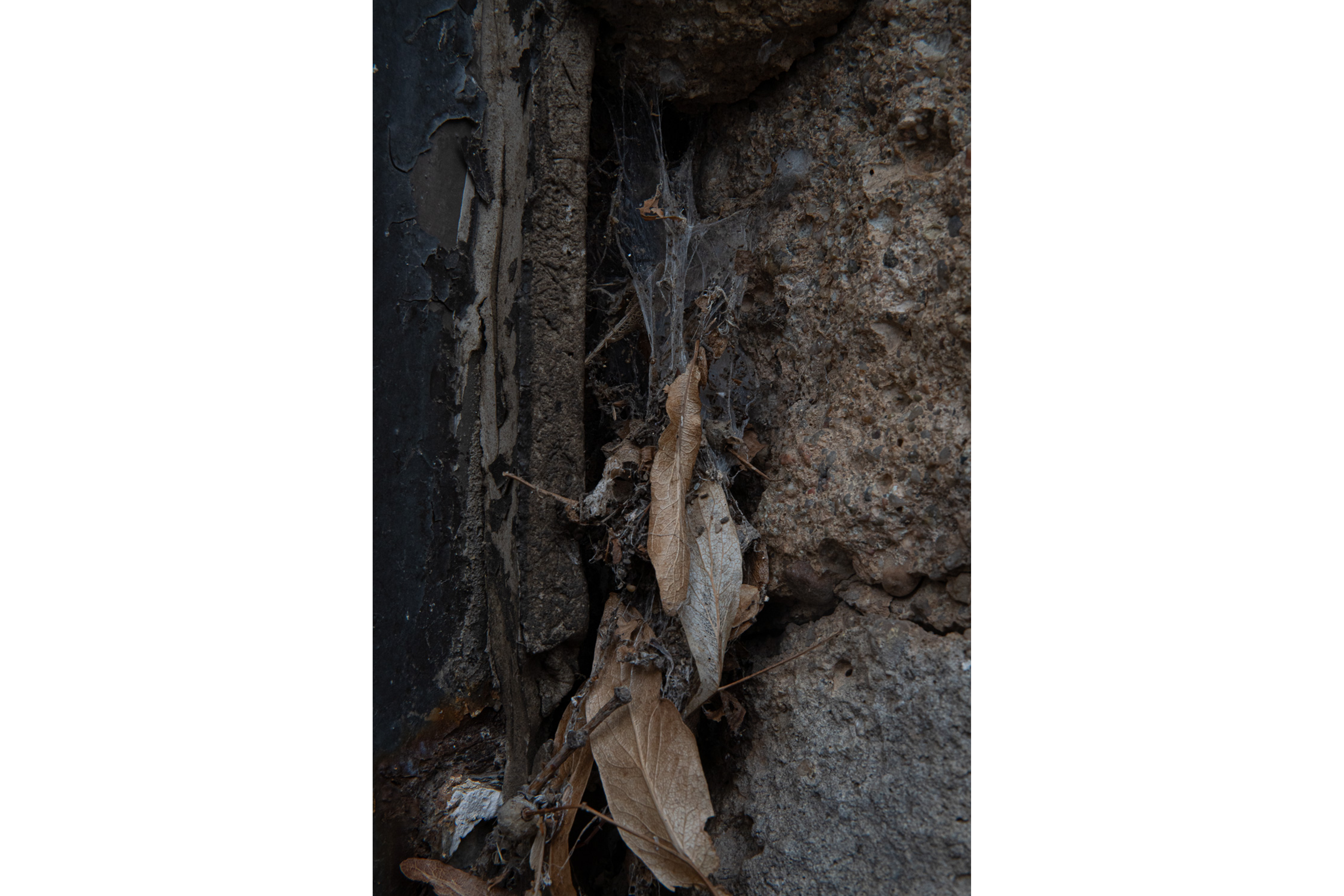 cool picture of a spider web