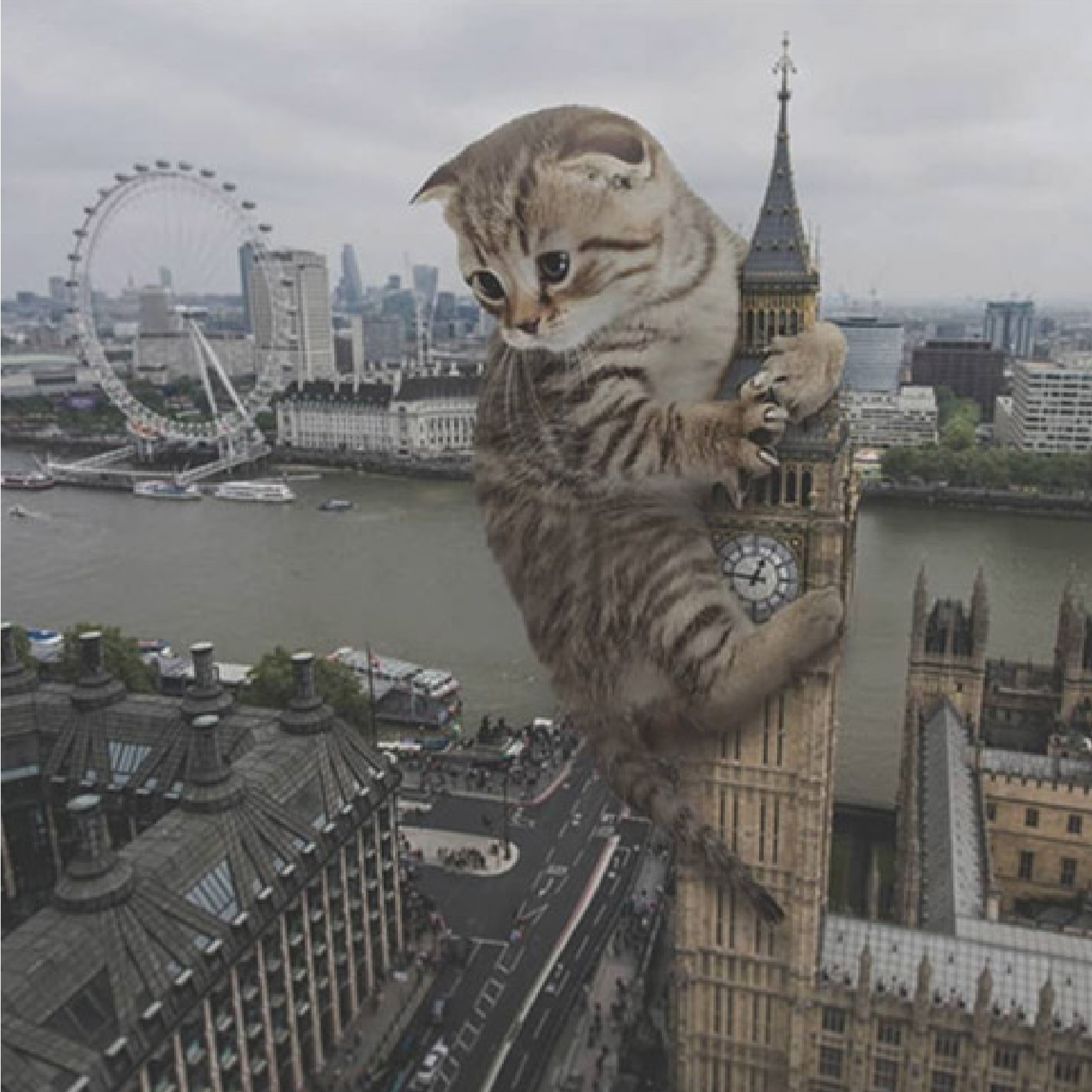 BigBenCat
