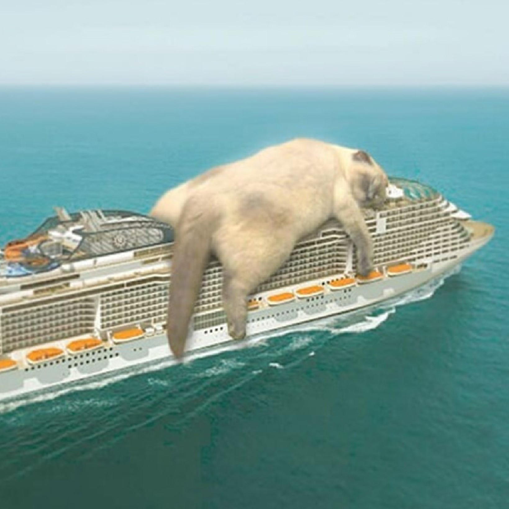 CruiseCat
